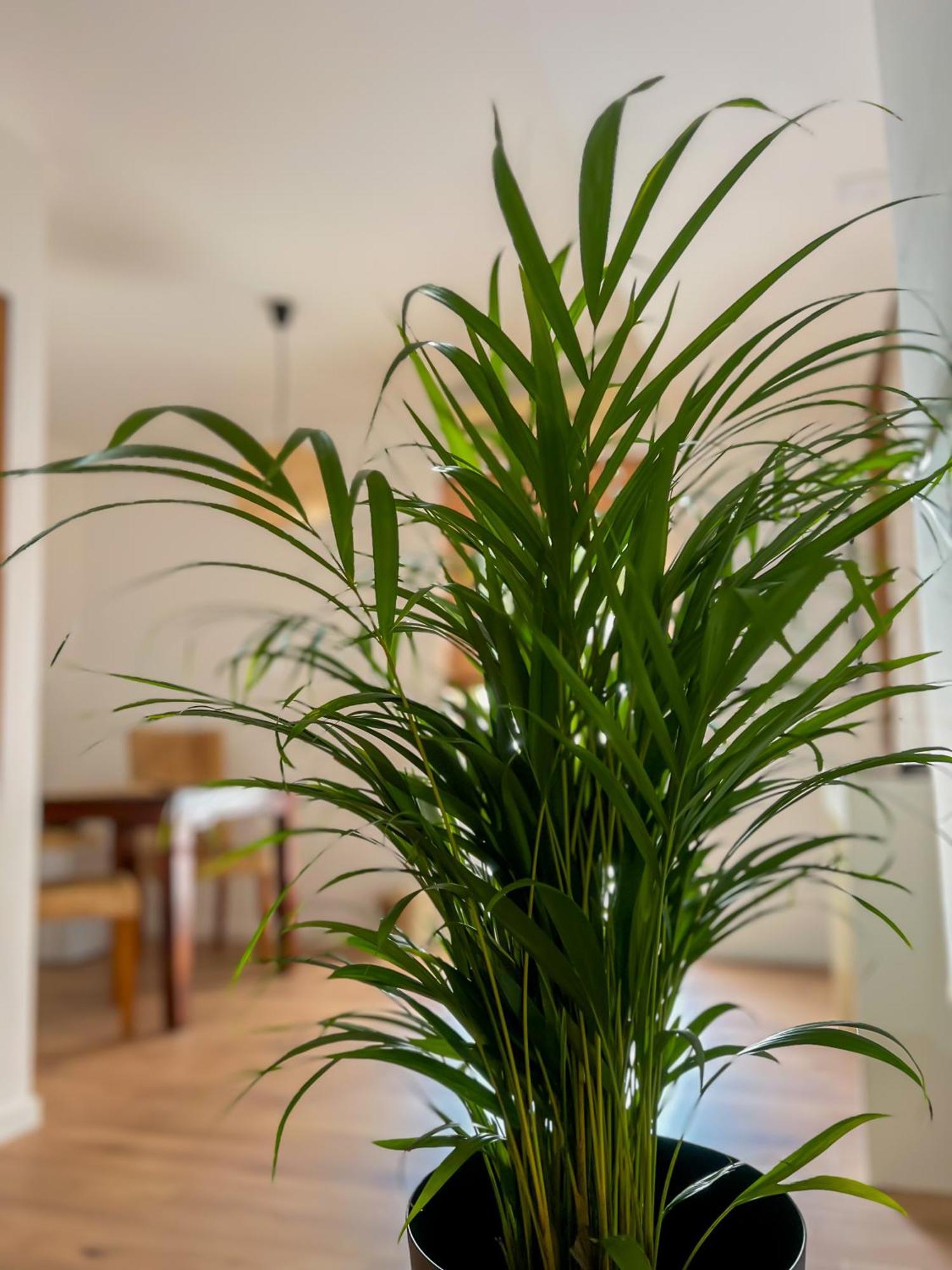 Apartments Villa Klaudia - Adults Only Crikvenica Exteriör bild
